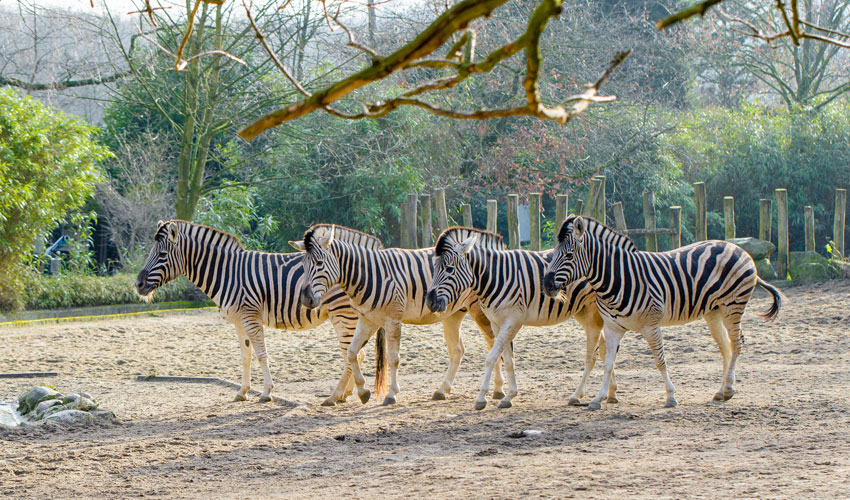 Steppenzebras Steppenzebras